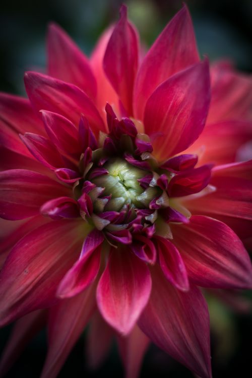 Free Bright and vivid close-up of a blooming pink dahlia, highlighting its intricate petal structure. Stock Photo