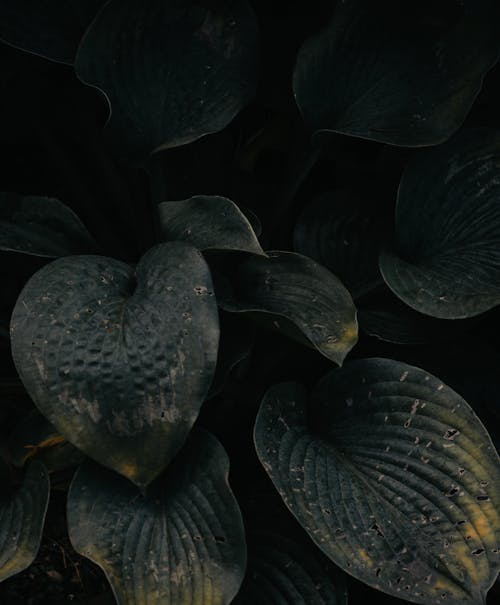 수직 쐈어, 초록색 잎, 확대의 무료 스톡 사진