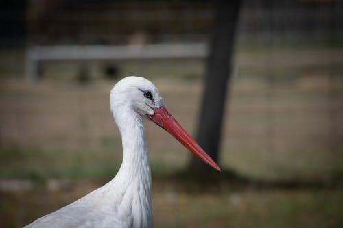 Close Up Photo of Bird with Red Beak