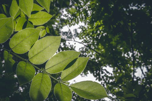 Foto Aproximada De árvores De Folhas Verdes