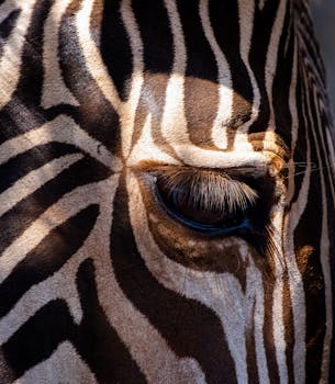 Detailed close-up of a zebra's eye showcasing its striking black and white stripes.