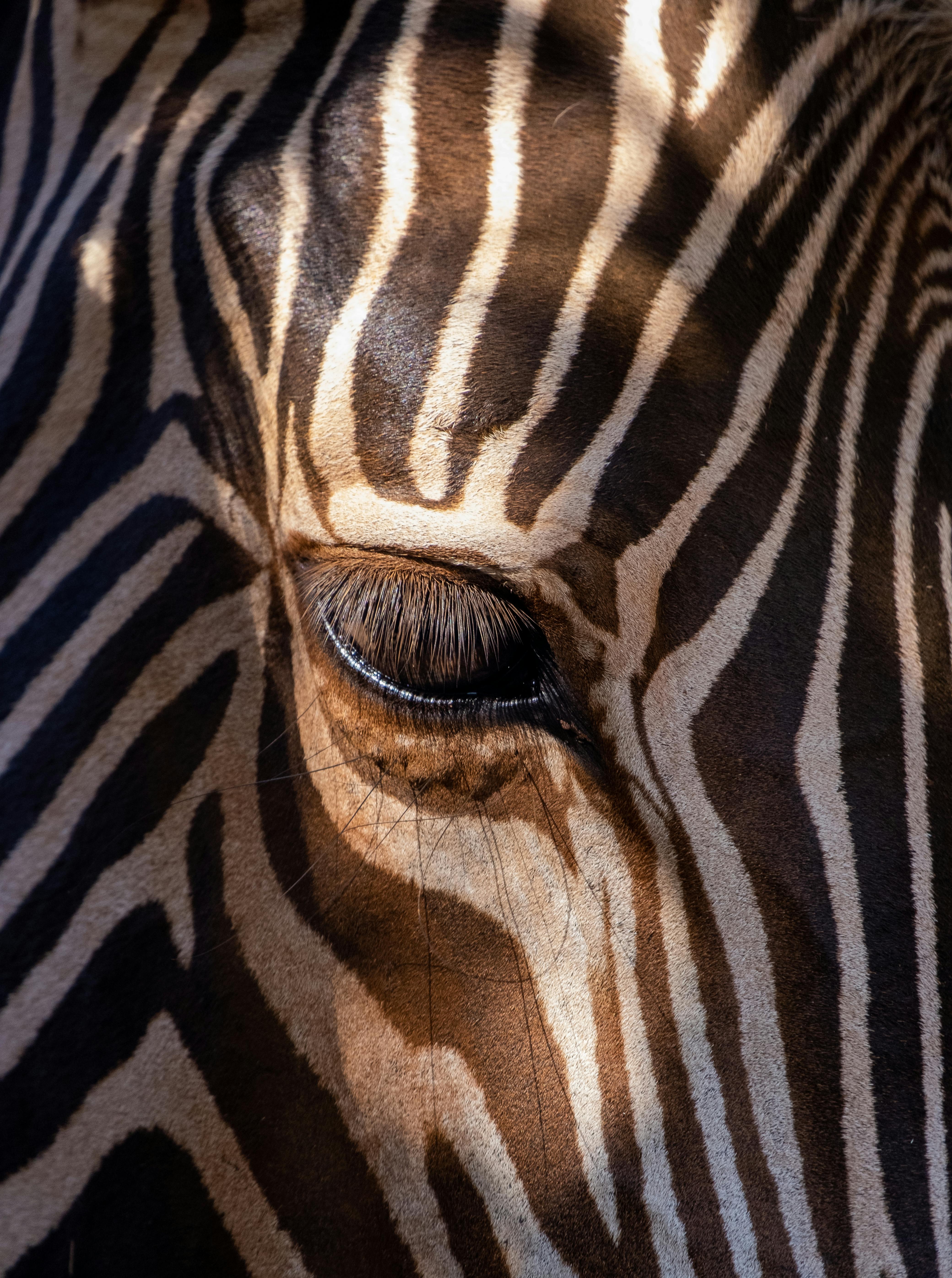 CloseUp Photo of a Zebra Eye · Free Stock Photo