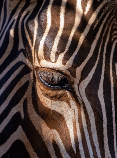 Free Close up striped zebra. Stock Photo