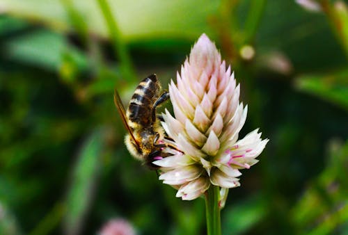 Gratis Fotos de stock gratuitas de abeja, césped, concentrarse Foto de stock