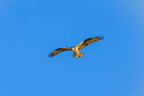 Fotobanka s bezplatnými fotkami na tému divočina, dravce, fotografovanie vtákov