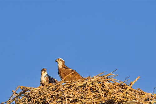 動物攝影, 巢, 野生動物 的 免費圖庫相片