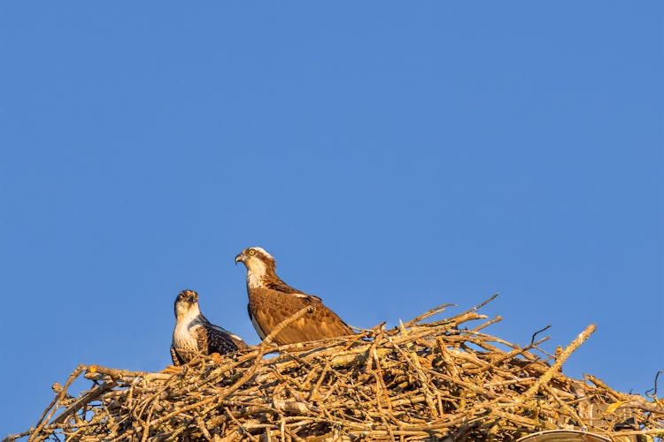 Photograph Of Osprey Birds On A Nest