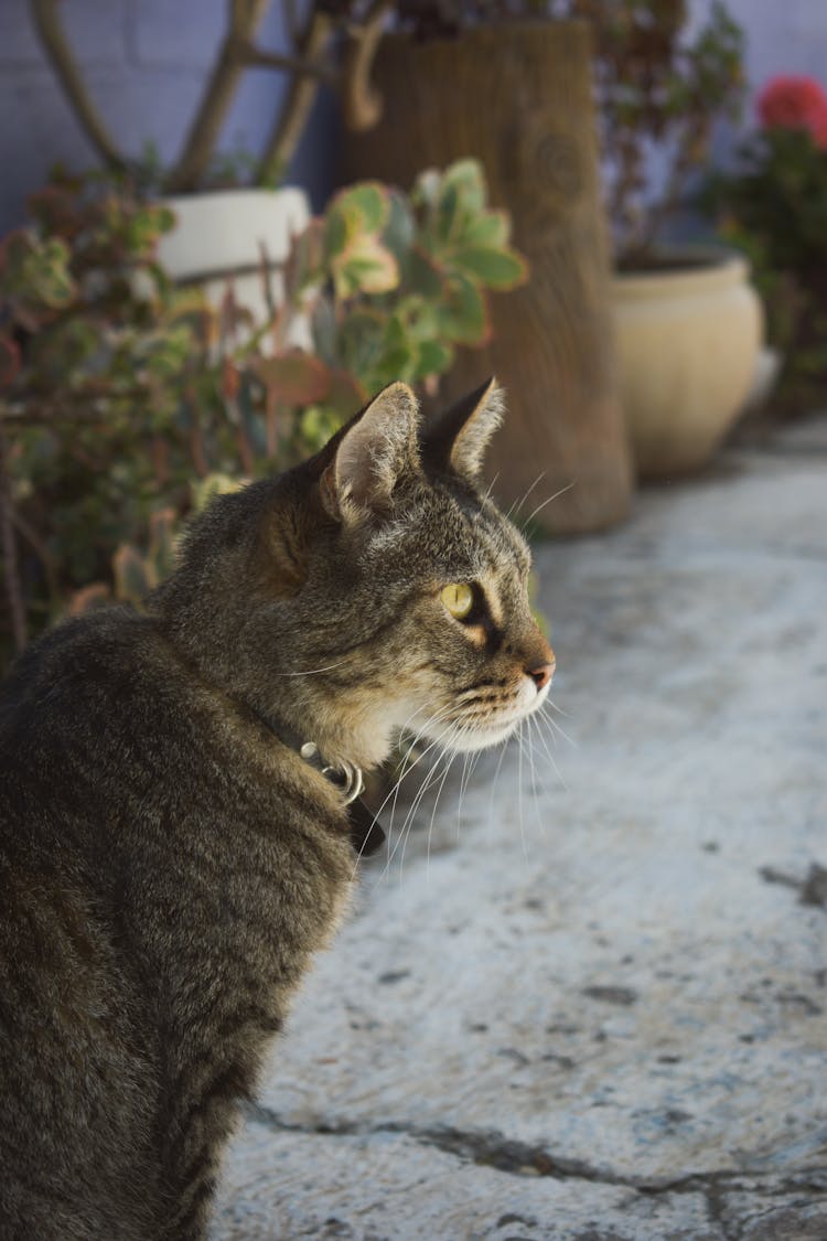 A Tabby Cat With A Black Collar