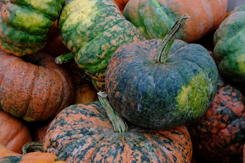 Close Up Photo of Pumpkins