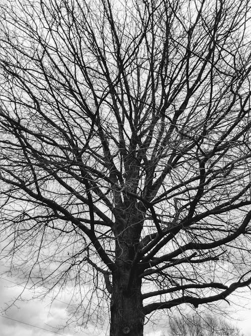 Black and White Photo of a Bare Tree