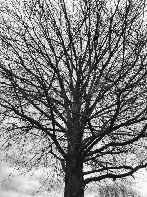 Free A striking black and white image of a bare tree with intricate branches. Stock Photo
