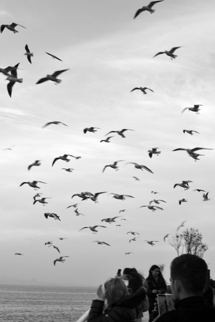 A Flock Of Birds Flying Near People