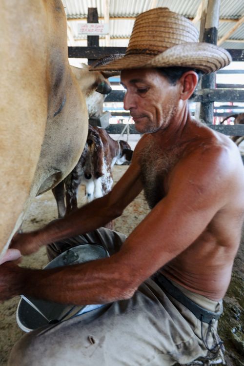 Free A shirtless farmer milking a cow in a barn, showcasing traditional farming practices. Stock Photo