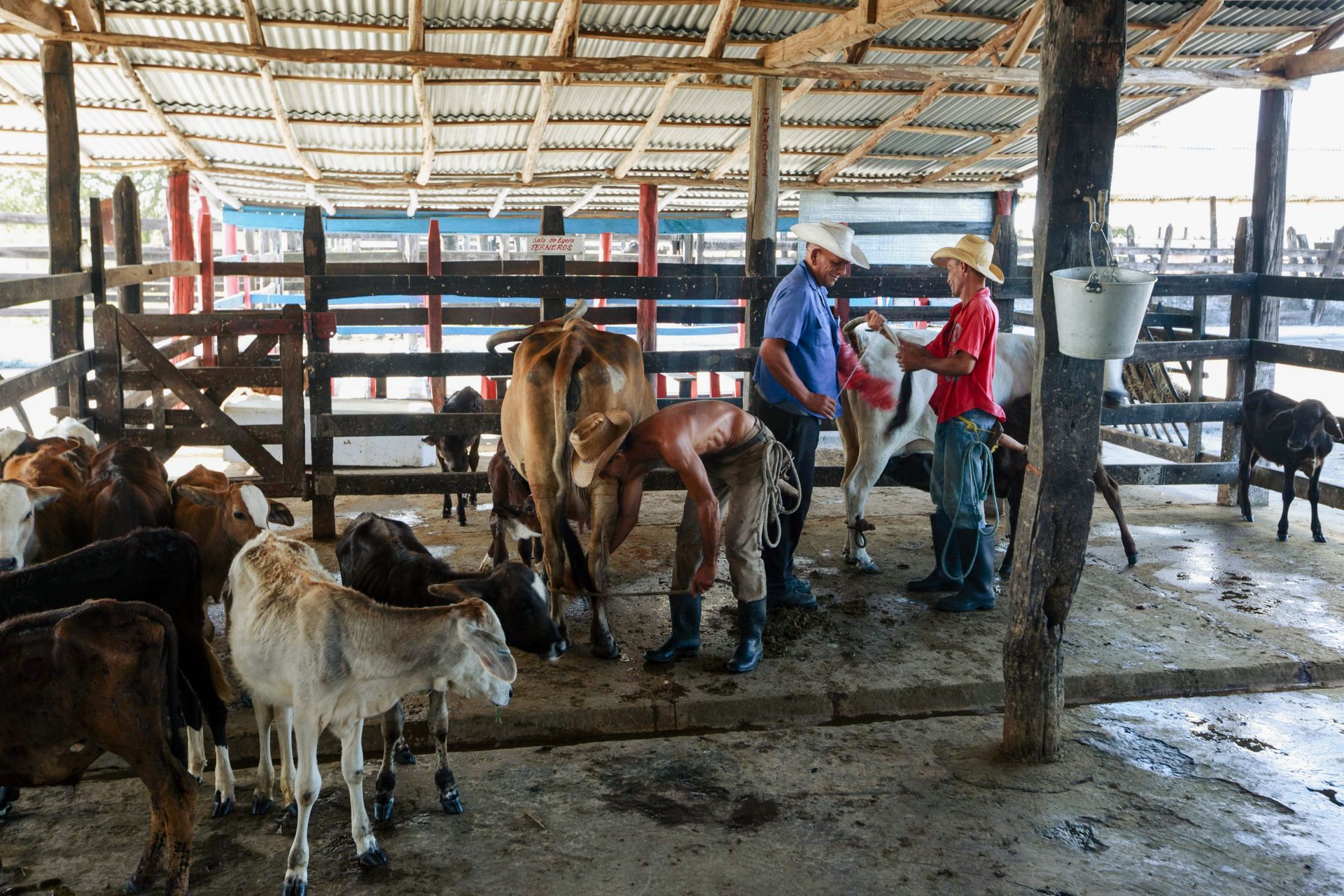 Men in a Ranch with Farm Animals