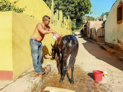 Free Shirtless Man Bathing a Horse Stock Photo