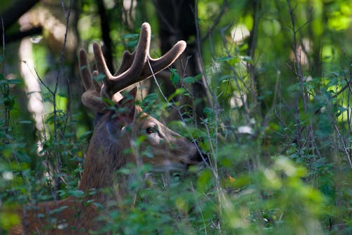 Free stock photo of buck, deer Stock Photo