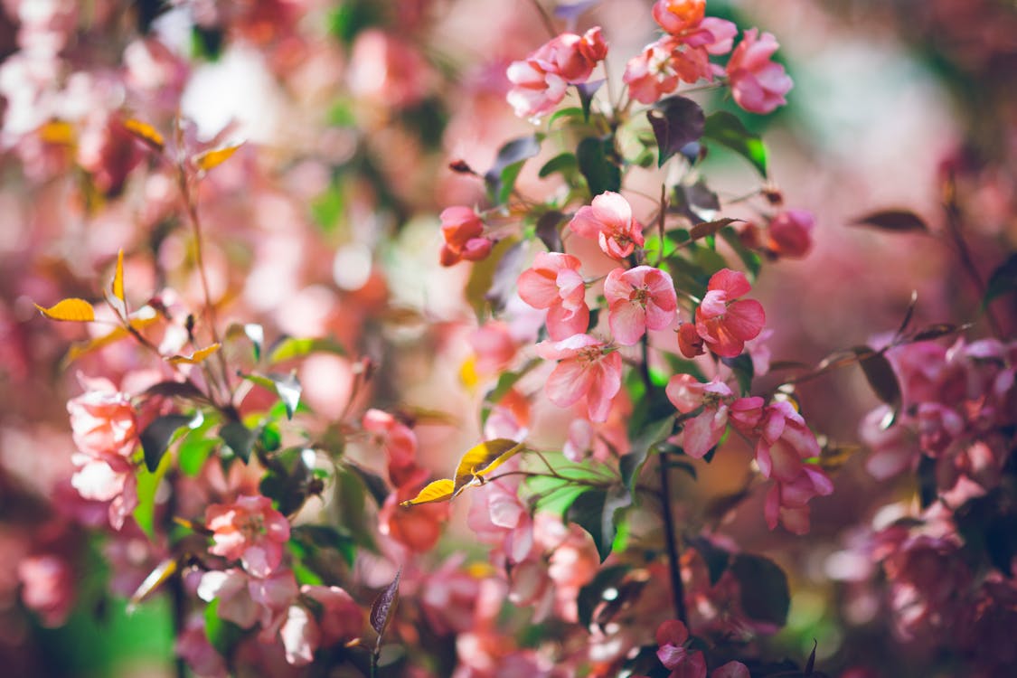 Free Shallow Focus Photography of Red Petaled Flowers Stock Photo