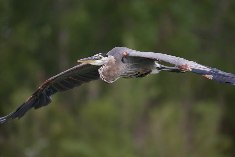 A Great Blue Heron Flying 