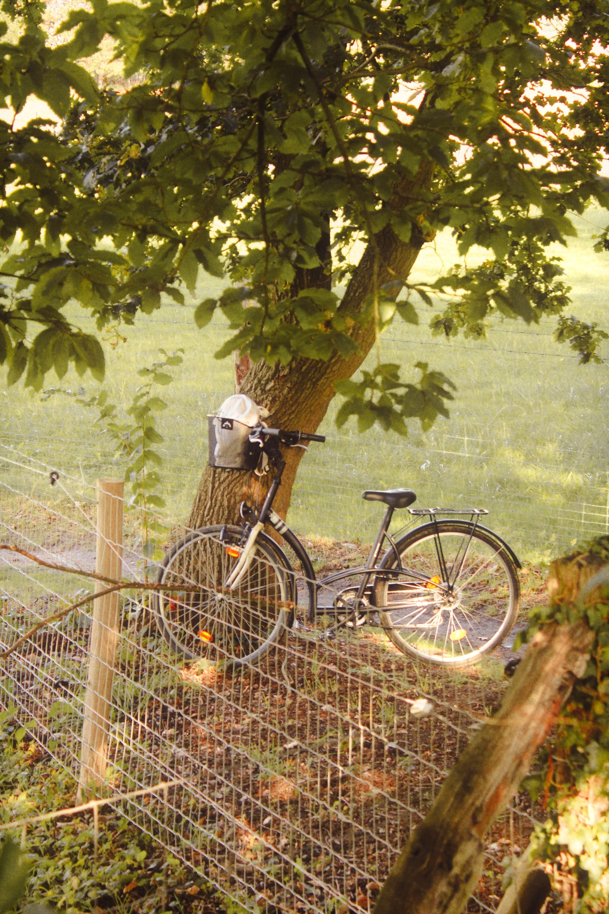 A Bicycle Parked Under the Tree · Free Stock Photo