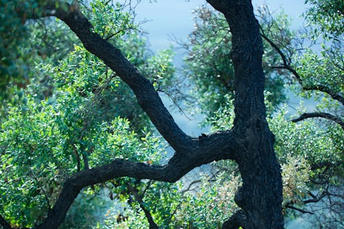 Kostnadsfri bild av ek, ekträd, grenar