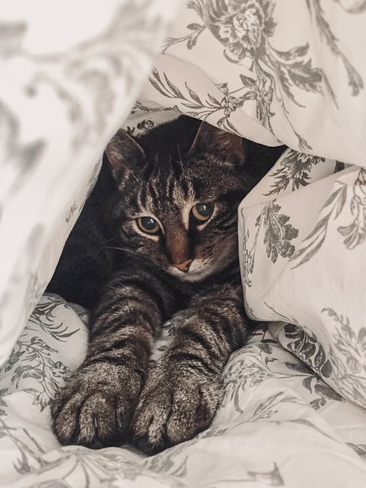 Tabby Cat Under A Floral Blanket