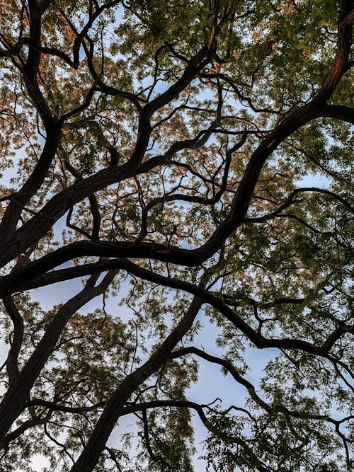 Immagine gratuita di albero, cielo, foglie