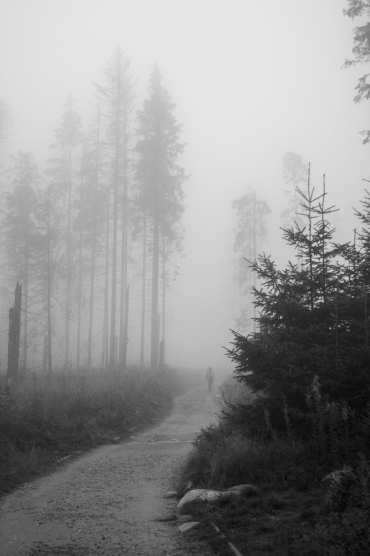 Forest Hidden In Mist