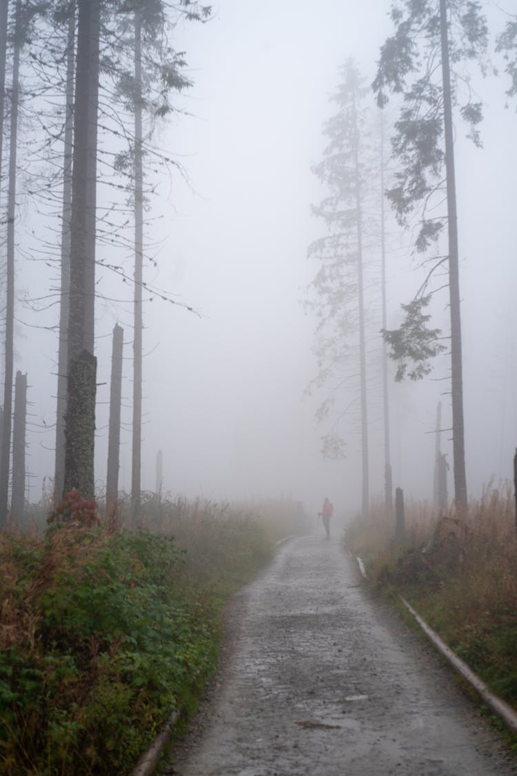 Man Walking In Forest In A Fog