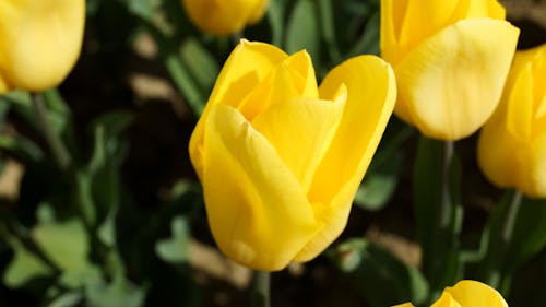 Безкоштовне стокове фото на тему «впритул, жовті тюльпани, квіти»