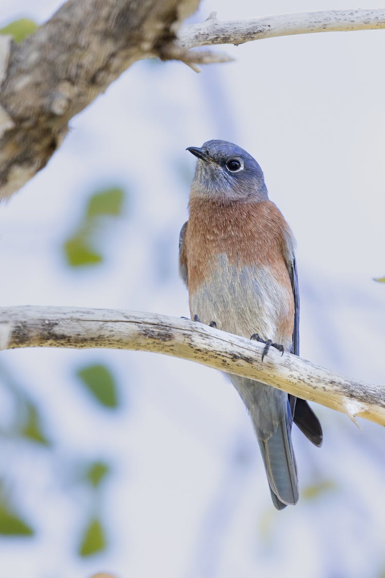 Close-up Of A Western Bluebird On A Branch