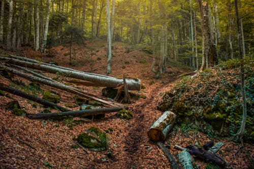 Kostenloses Stock Foto zu im wald, kreative fotografie, schöne natur