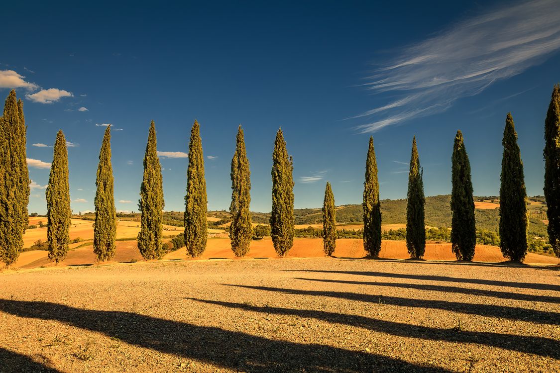 Indian Fir Trees On Dry Land Free Stock Photo indian-fir-trees-on-dry-land-free-stock-photo
