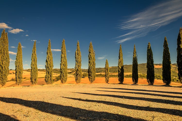 Indian Fir Trees On Dry Land