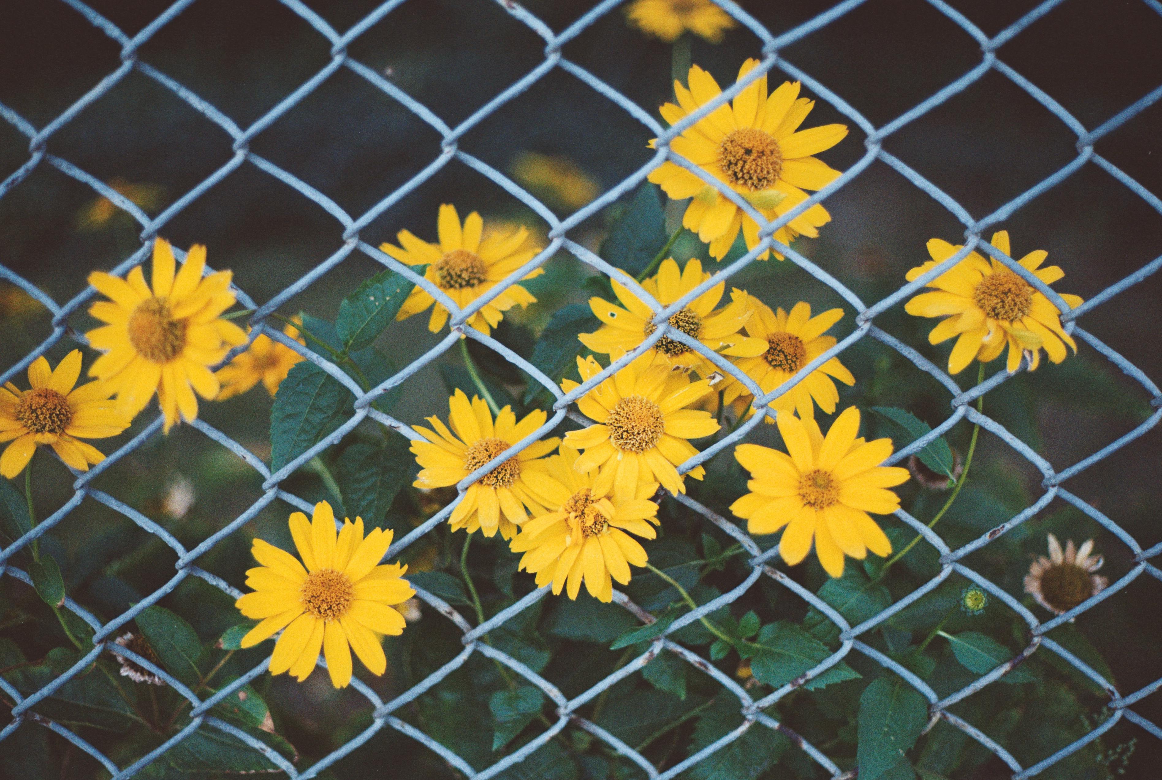 Close-up of bright yellow camphorweed flowers growing through a chain link fence, emphasizing nature's resilience.