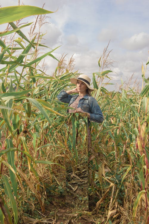 Woman in Blue Denim Jacket Standing on Corn Field