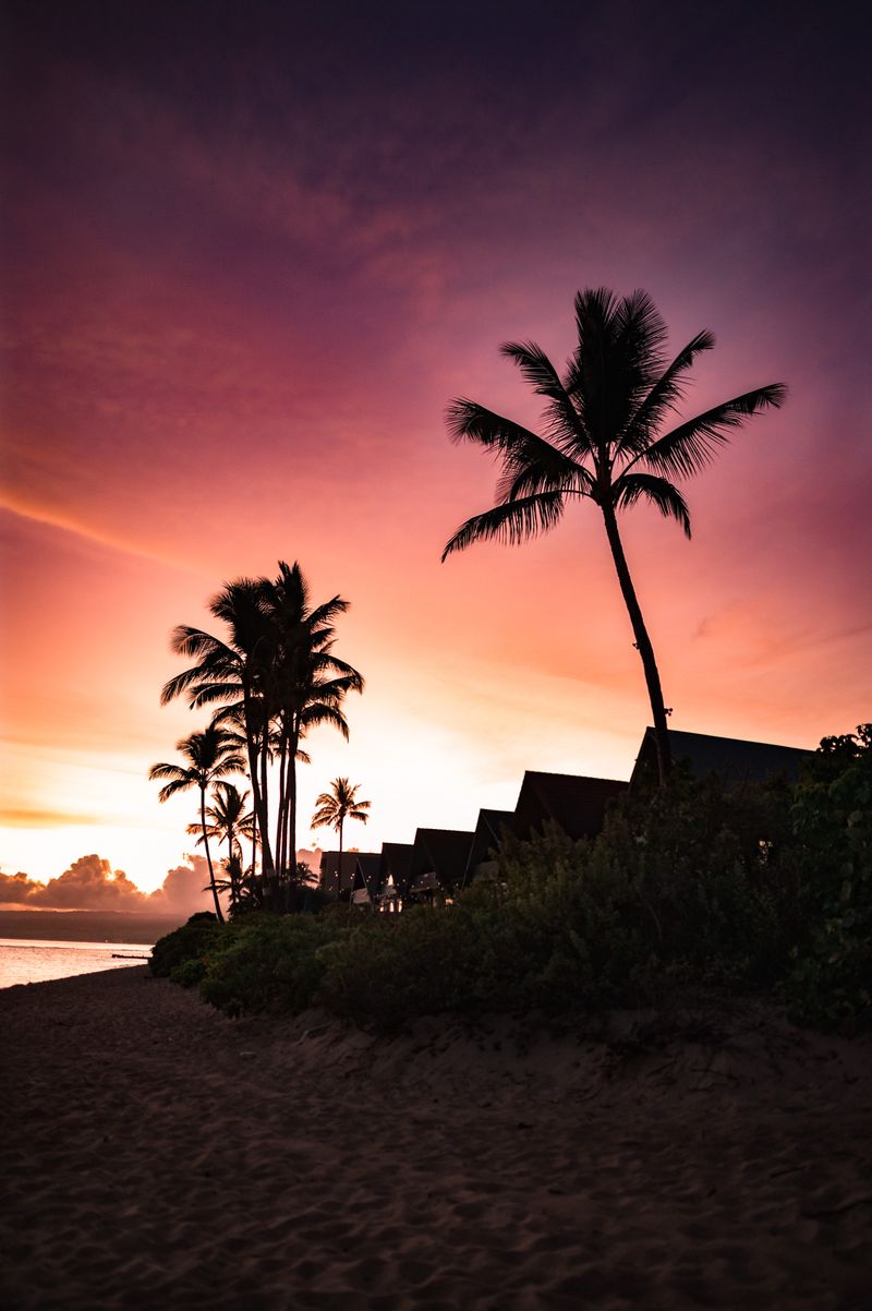 Palm trees against a Hawaiian sunset