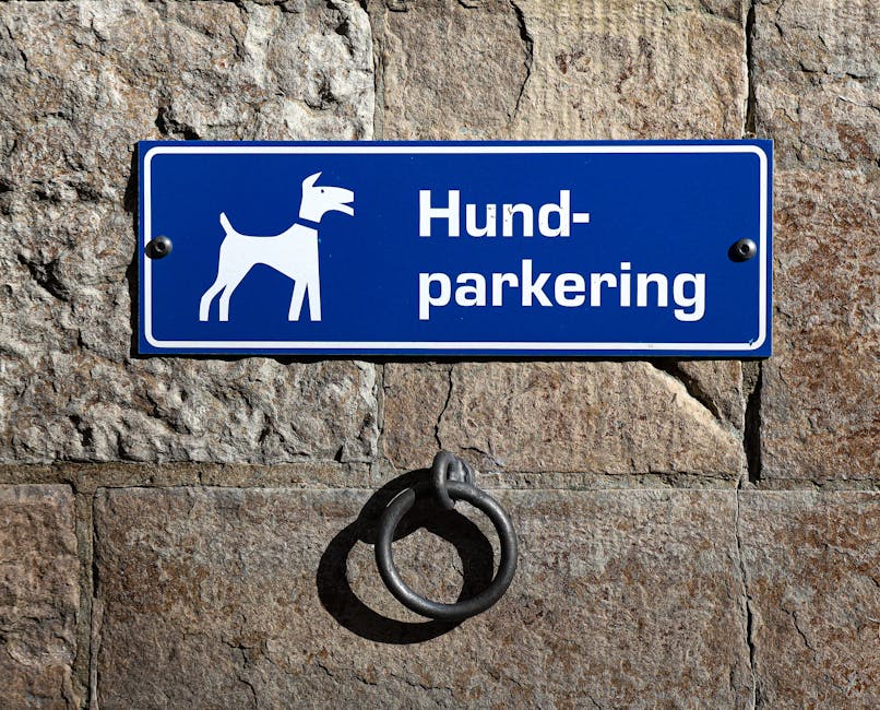 Quais são 5 sinais de que seu cachorro te ama?