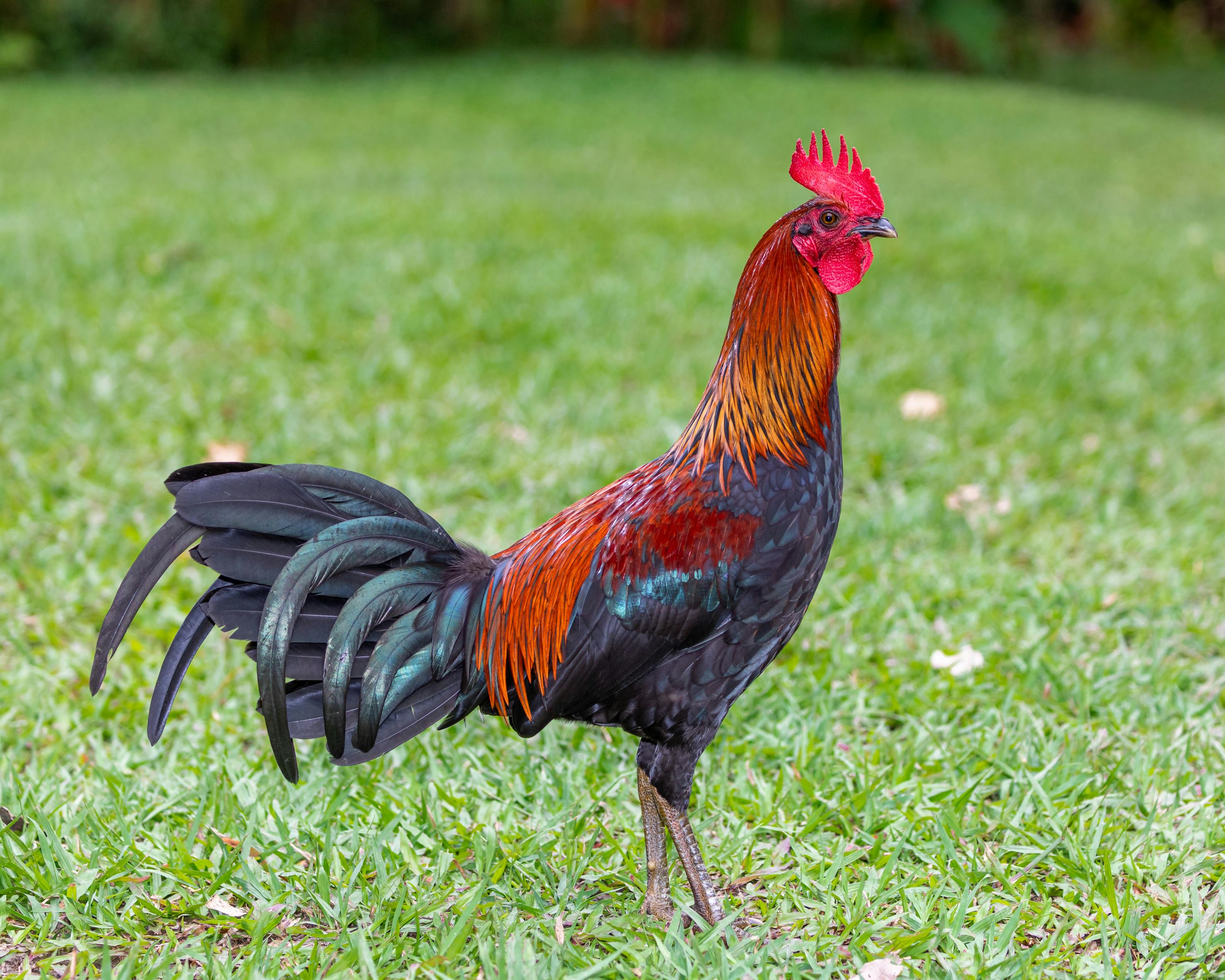 Herd of Hen · Free Stock Photo