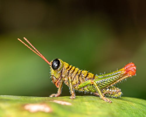 Close up of Grasshopper