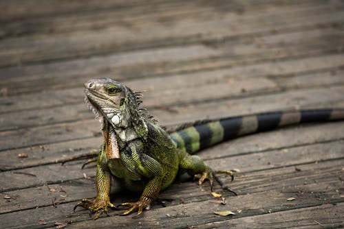 An Iguana on a Wooden Surface 