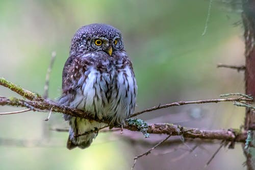 Brown and White Owl on Brown Tree Branch