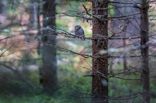 A Eurasian Pygmy Owl on a Tree