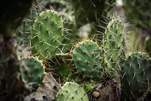 Close Up Shot of a Cactus Plant