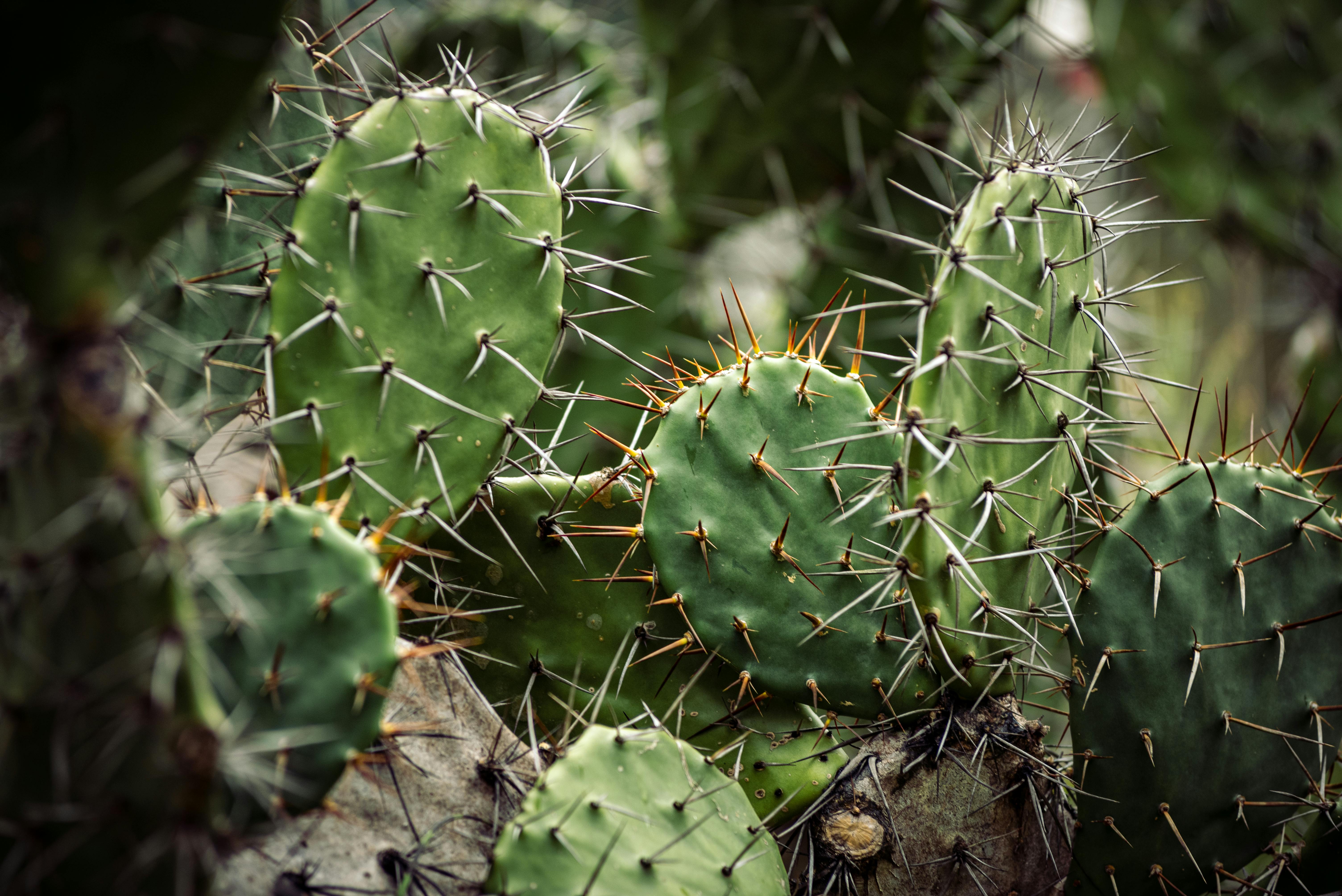 Prickly Pear Photos, Download The BEST Free Prickly Pear Stock Photos & HD  Images