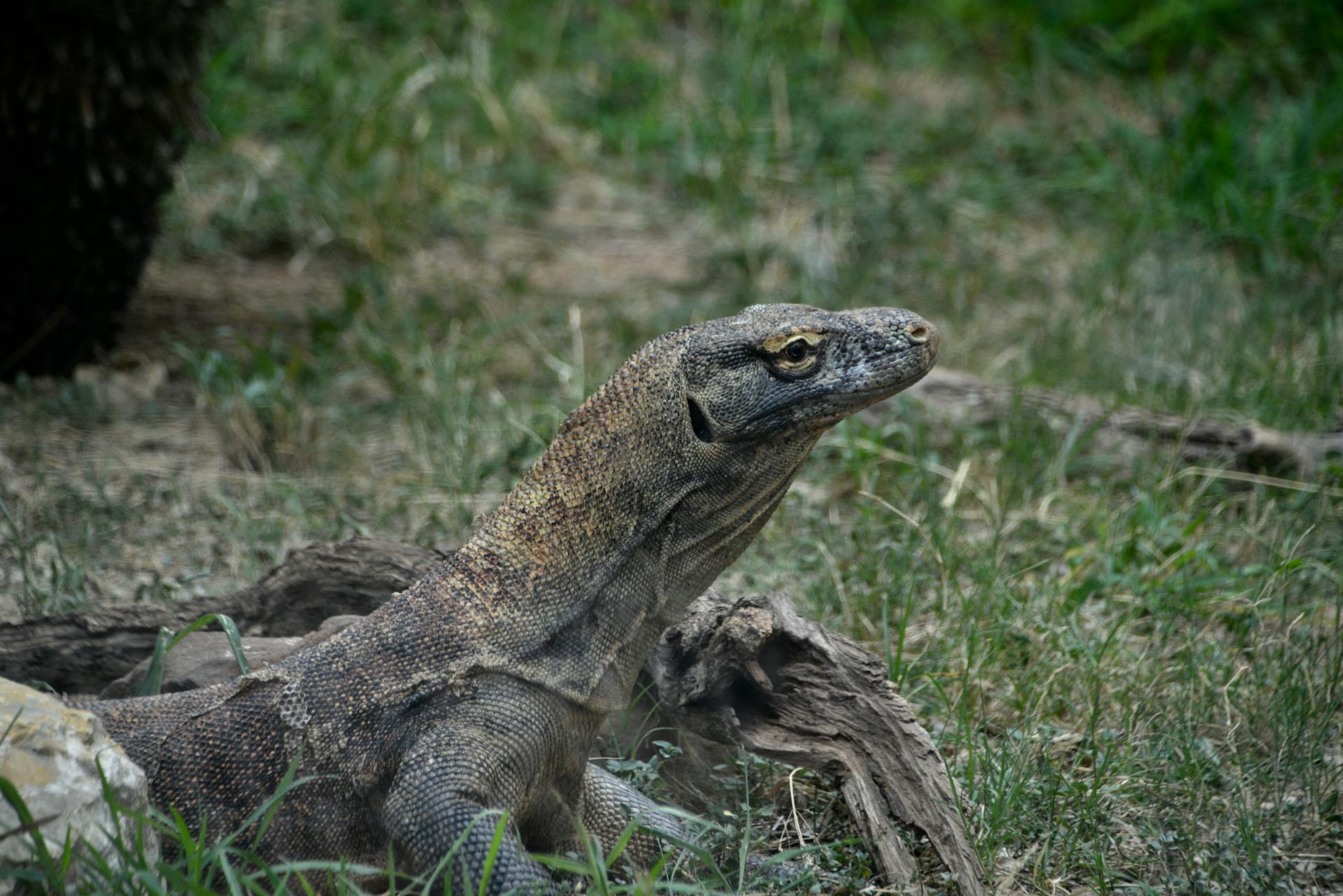 A detailed view of a Komodo dragon (Varanus komodoensis) in a natural habitat setting at San Antonio Zoo.