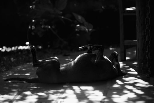 A dog enjoys the sunlight in Guatapé, Columbia, captured in dramatic black and white.