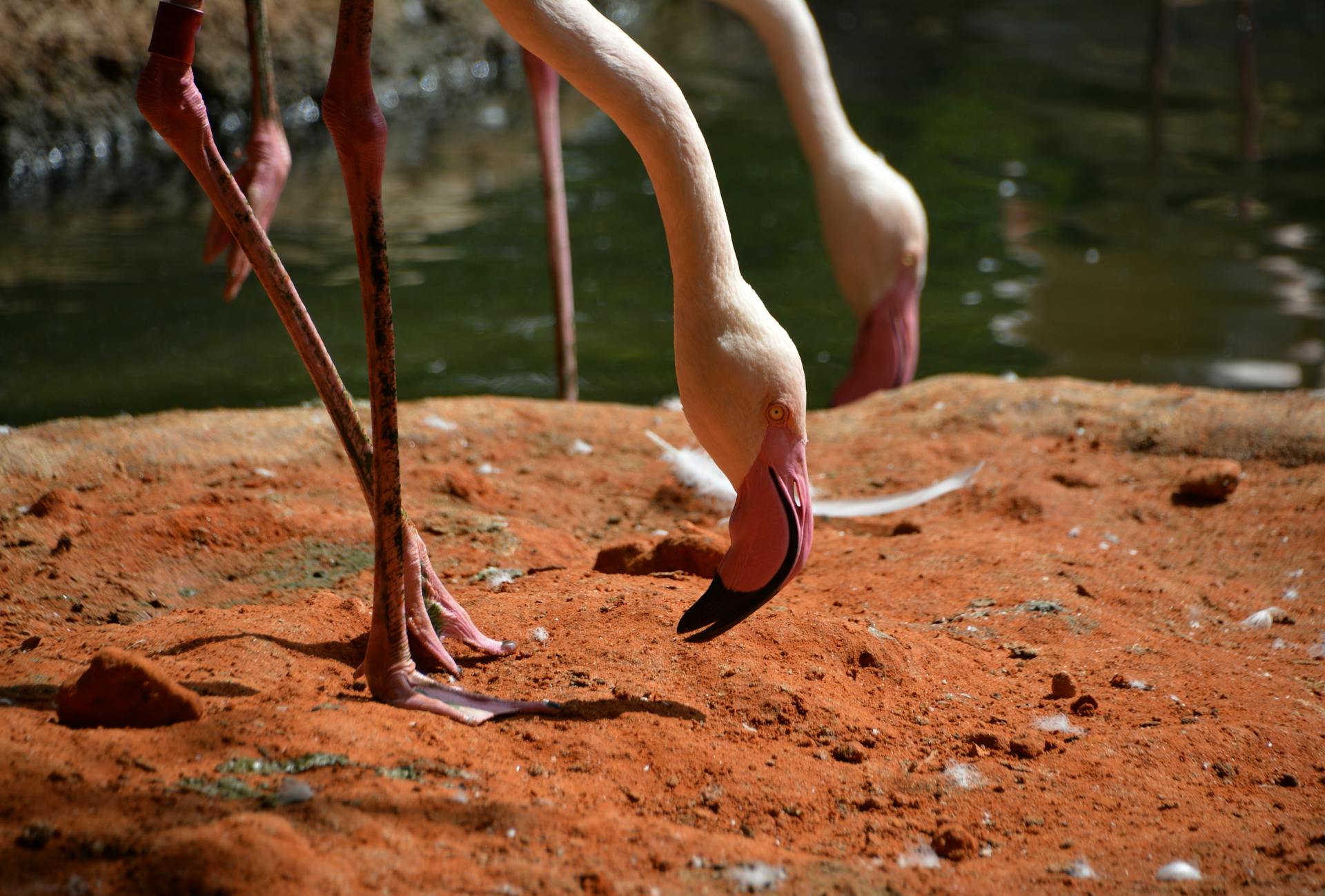Captivating close-up of pink flamingos feeding at San Antonio Zoo.