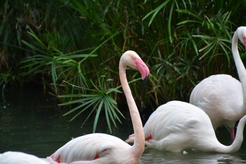 Free Elegant flamingos wading in tranquil water surrounded by lush greenery in San Antonio, Texas. Stock Photo