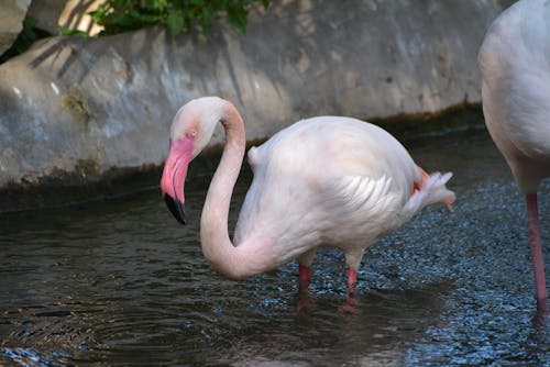 動物, 動物園, 反射 的 免费素材图片