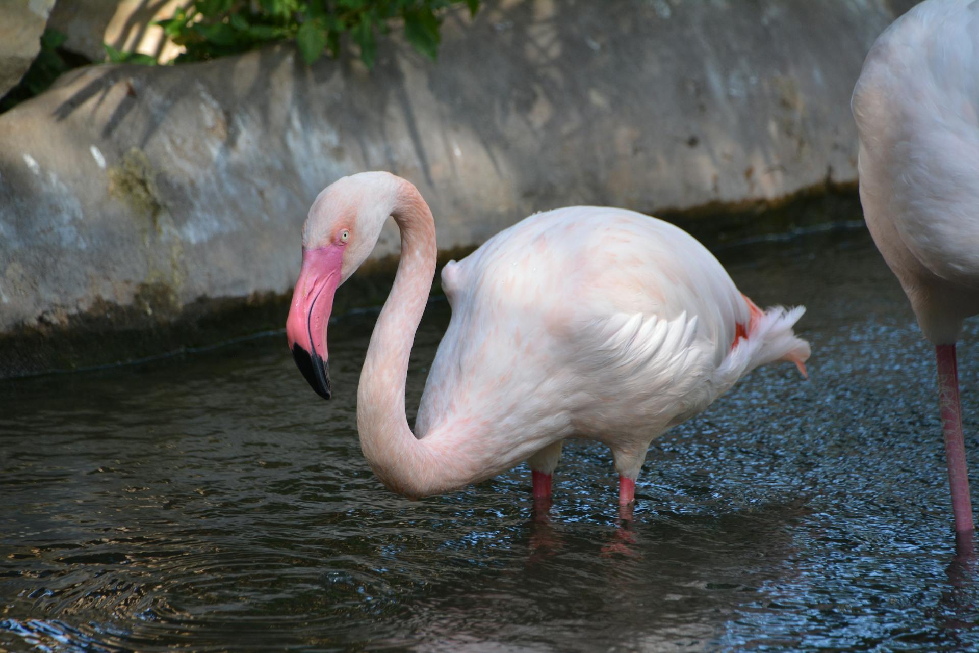 A beautiful pink flamingo wading in a pond at San Antonio Zoo, showcasing its elegant long neck and vivid feathers.